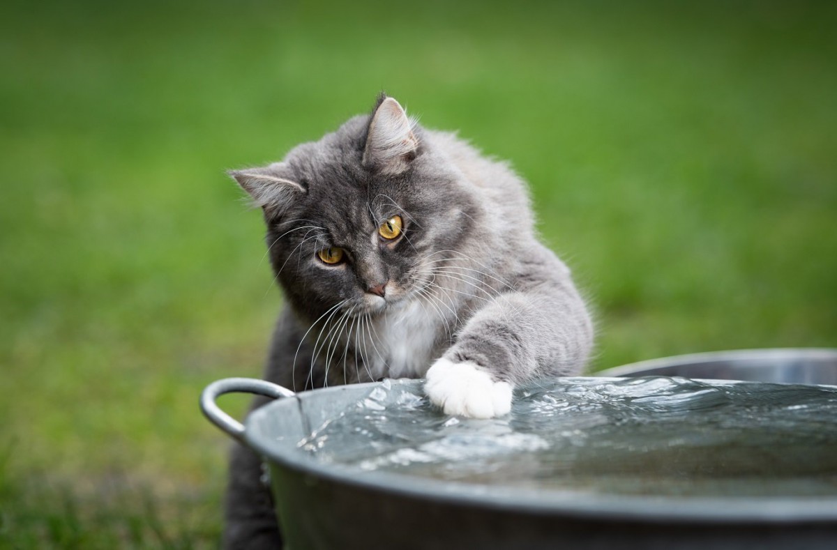 猫が水を飲まない時の対処法5つ　考えられる原因と病気の可能性
