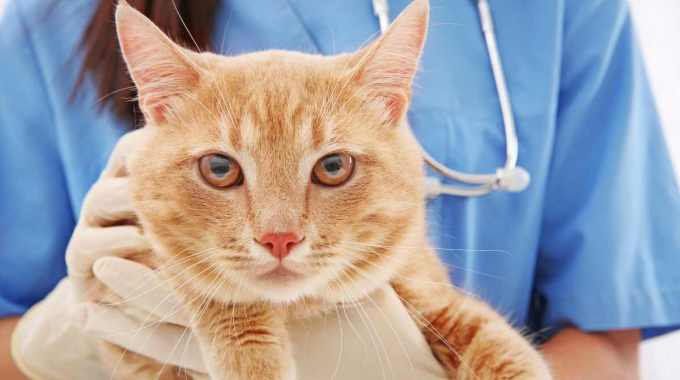 猫の『避妊・去勢手術』をすべき理由3つ！費用や術後のアフターケアまで解説