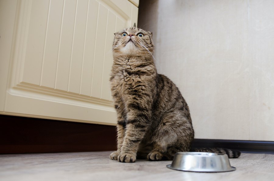 猫が飼い主のそばでご飯を食べなくなったときに考えられる理由５つ