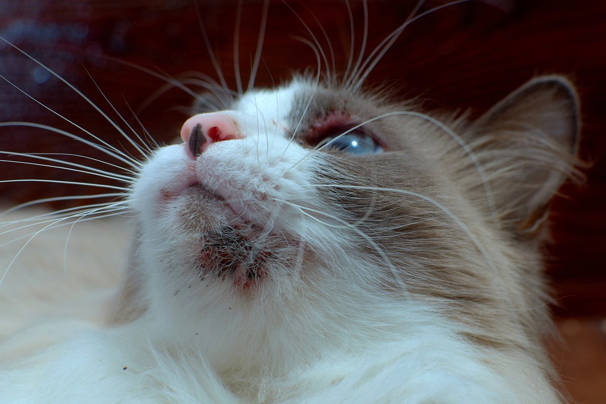 猫の顎の下に『黒いゴミ』が付くようになったら…気になる正体と4つの対処法