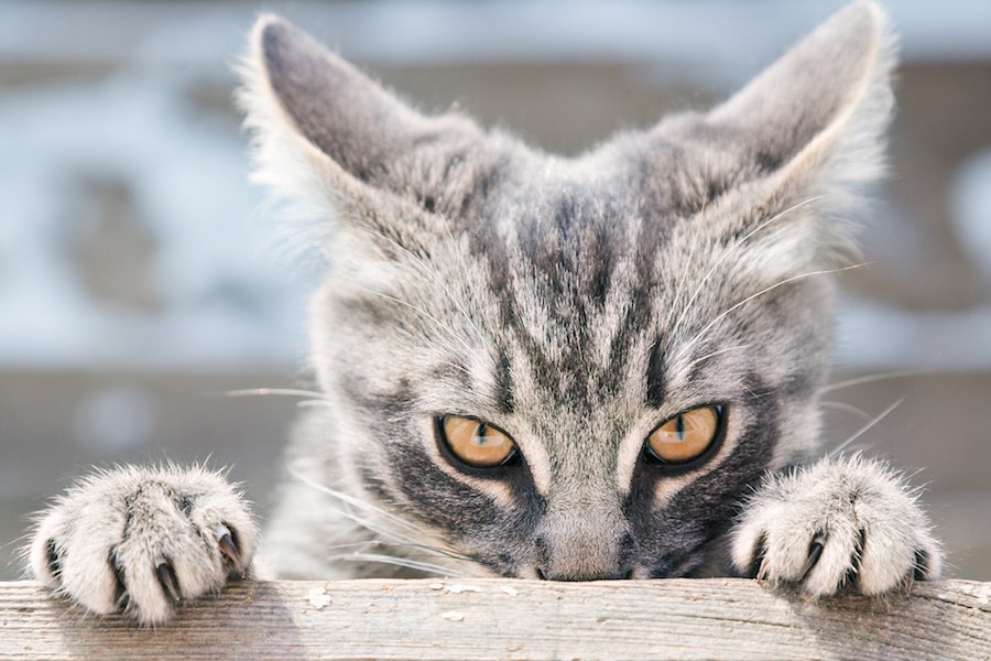 猫が野生に目覚める行動6つのパターン