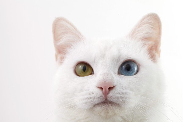 ミステリアスで魅力的な猫の目を徹底解明！暗くても物が見えるのはなぜ？