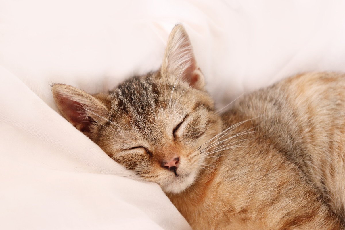 猫が『飼い主の布団』で寝る5つの心理　主がいないときにも寝るのはナゼ？