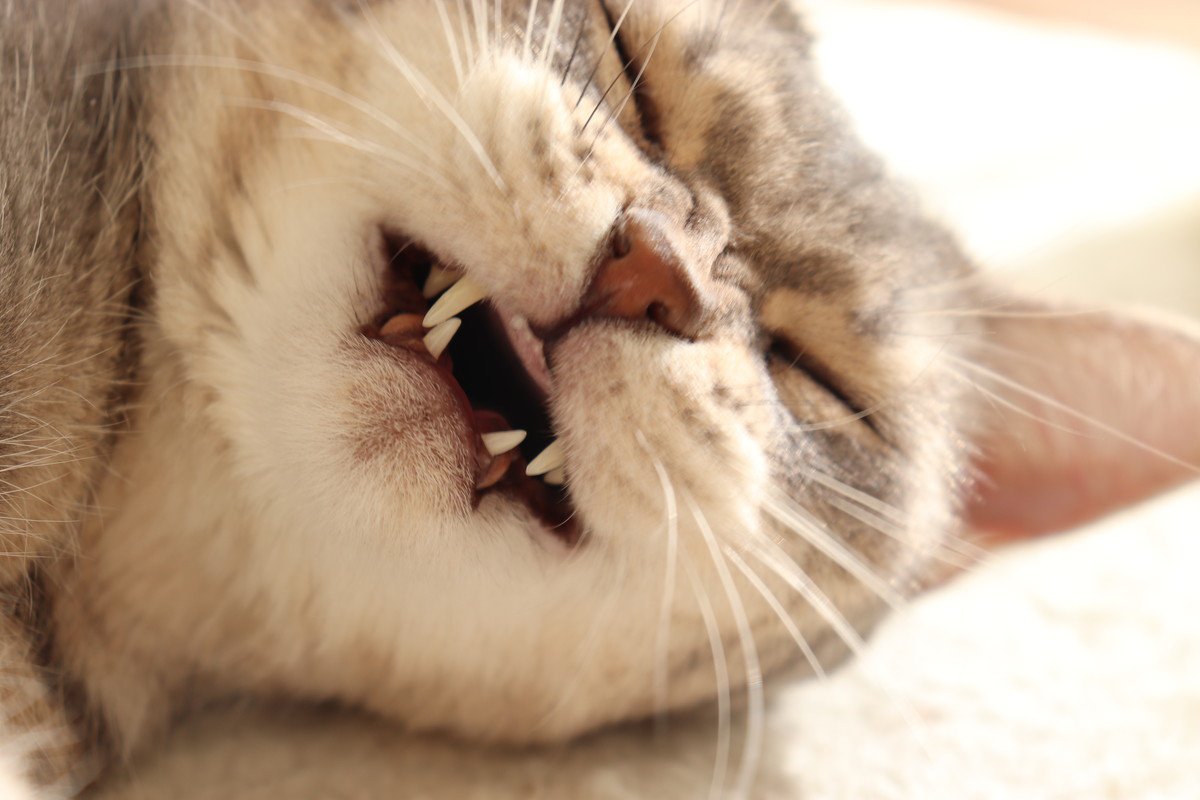 猫の『逆くしゃみ』って知っていますか？症状や原因を解説　これって異常なの？