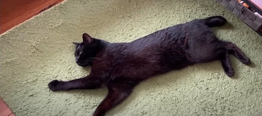 有名ロゴでしょうか？いいえ、横たわってる黒猫くんです。無防備な猫くんにご注目！