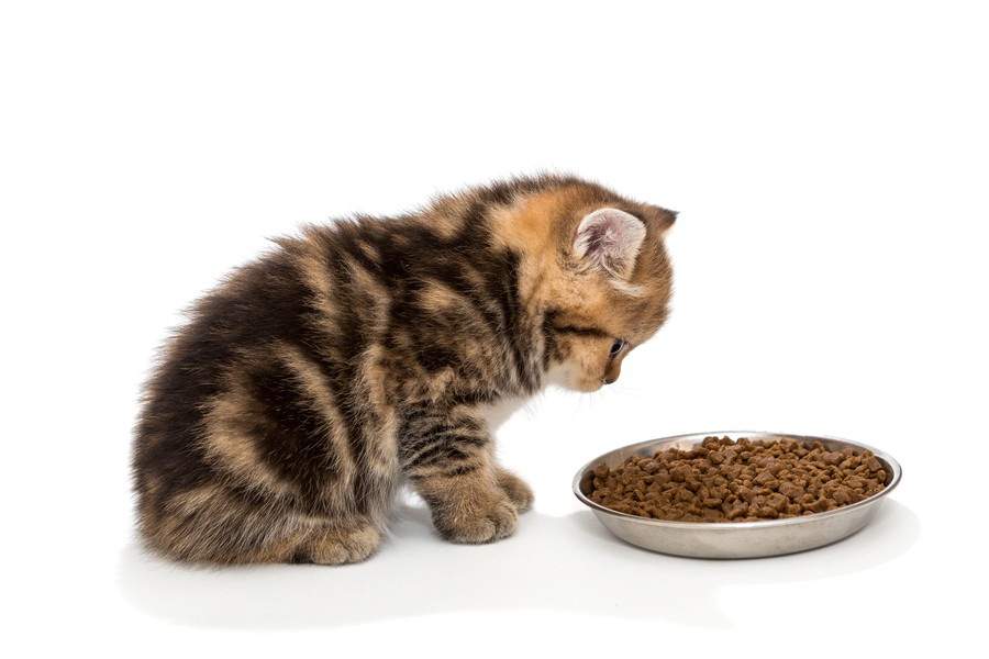 腎不全の猫におすすめの食事と3つの注意点
