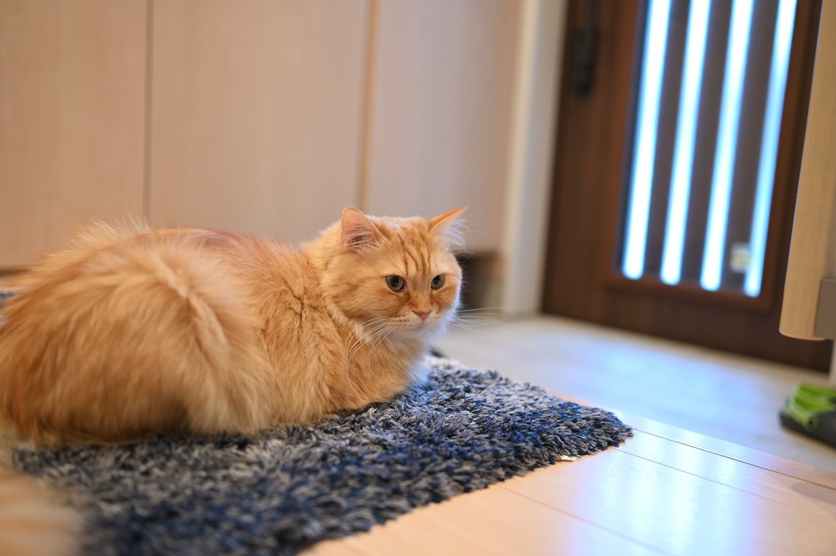猫の『外出した飼い主を想う気持ち』3つ！玄関でずっと待っていることはあるの？