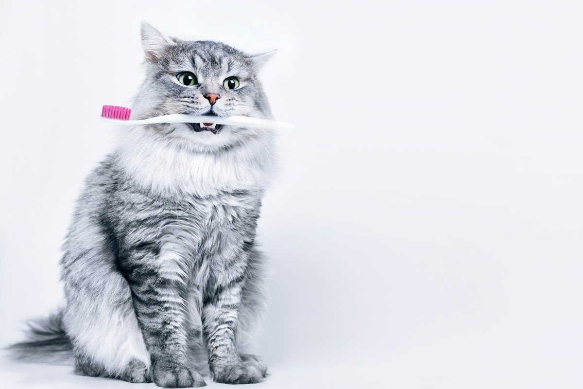 猫の寿命を縮めてしまう『間違った歯磨きの仕方』3選！知っておきたい正しいケア方法