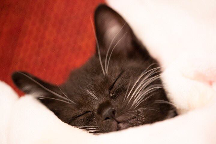 猫の『睡眠』についての５つの真実