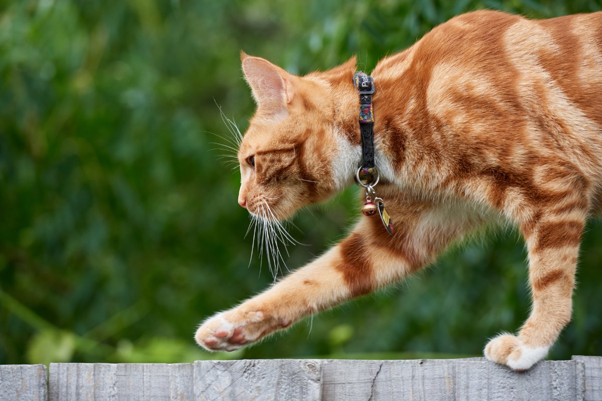 飼い猫が野生動物の脅威に…猫に「鈴装着の義務化」を検討中　オランダ