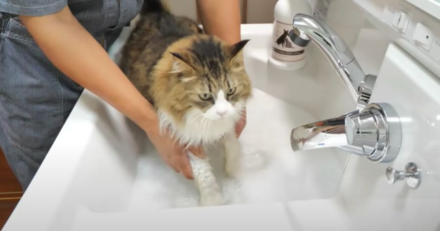 脱走から帰ってきた猫ちゃん、されるがままで足を洗ってもらう！