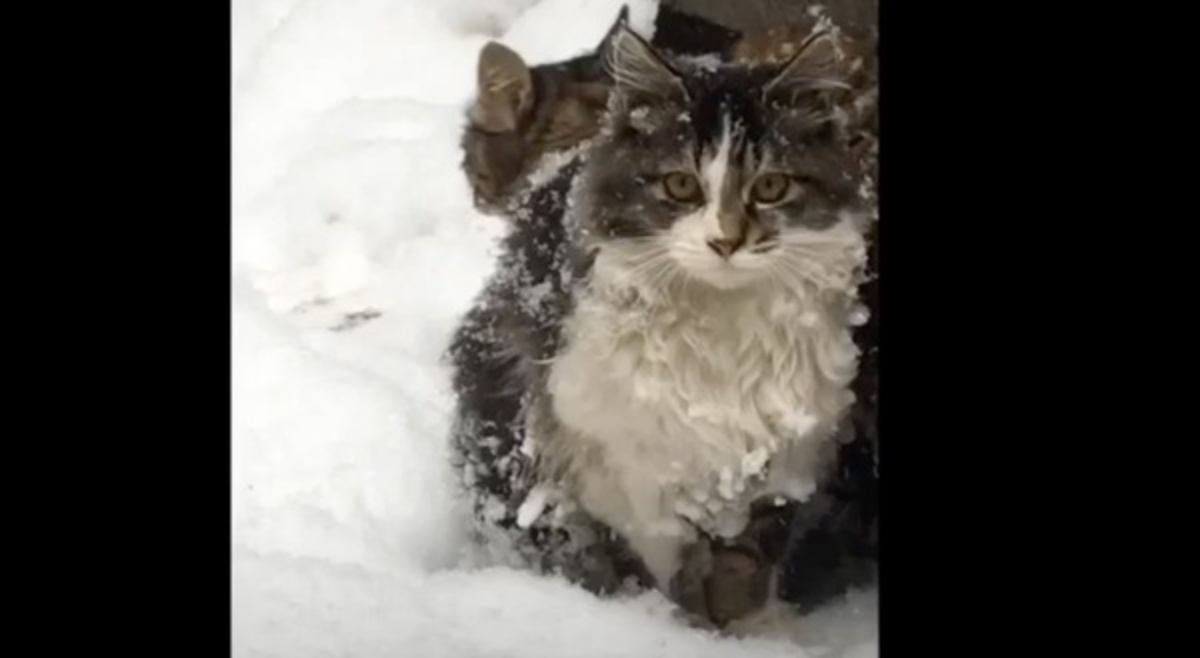 厳冬に耐えきれず命を失う猫も…居場所を失った13匹の猫の行く末は？