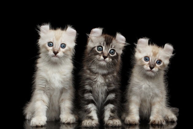 アメリカンカールの子猫をお迎えする方法や選び方、飼い方まで