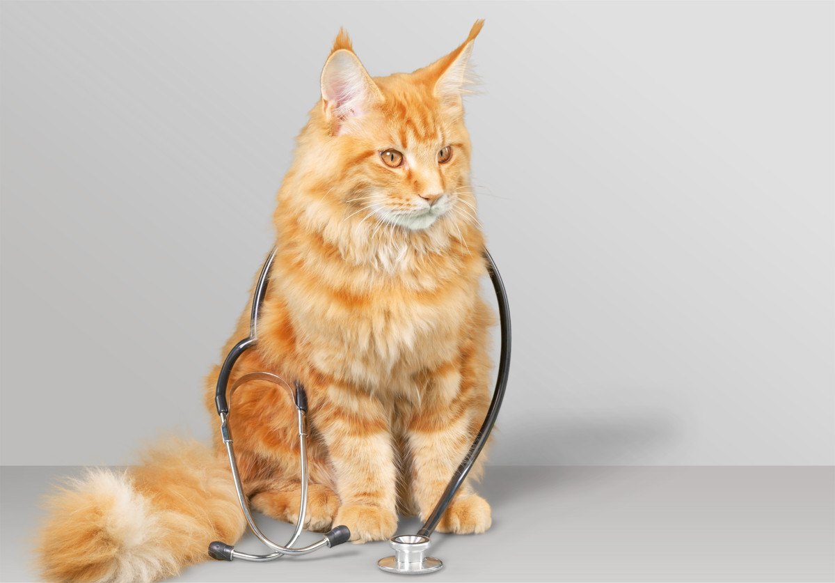 猫に多い『がん』とは？代表的な3つのがんとその特徴、早期発見のポイント、治療法を解説