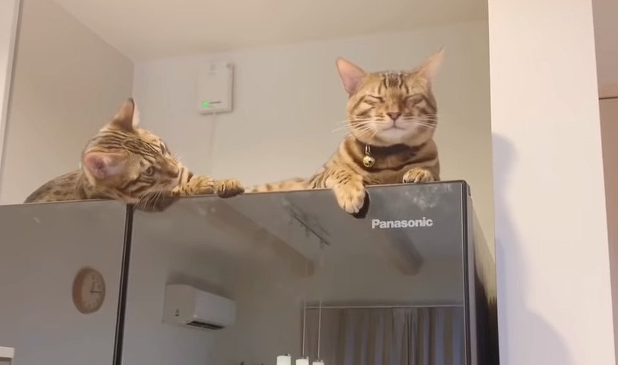 温かくてお気に入り！冷蔵庫の上の猫さん！