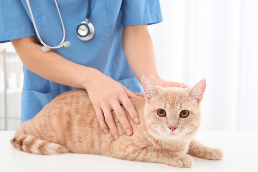 猫の膀胱炎が治らない4つの原因、対処法、おすすめサプリ