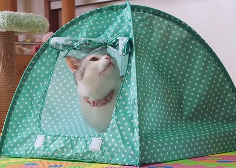 ピッタリサイズで大喜び♡猫用テント、ゲットだにゃ！
