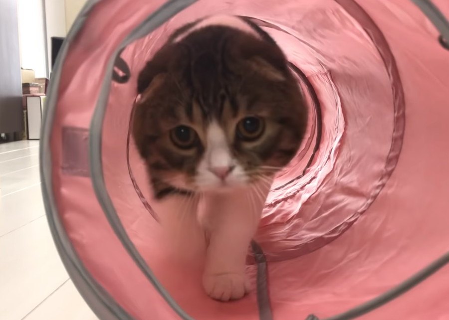 突進！！トンネル大好き猫さん！