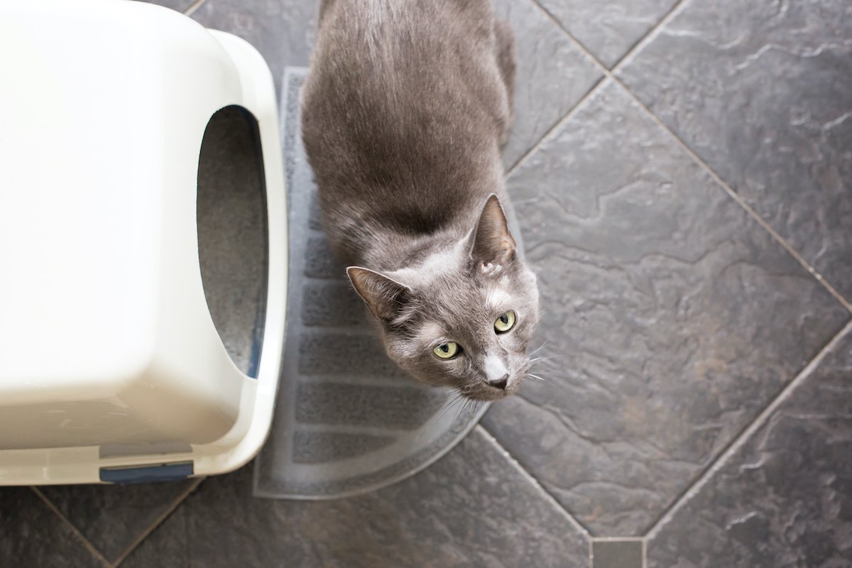猫トイレの『臭い問題』はどう解消する？おすすめ対策５つ