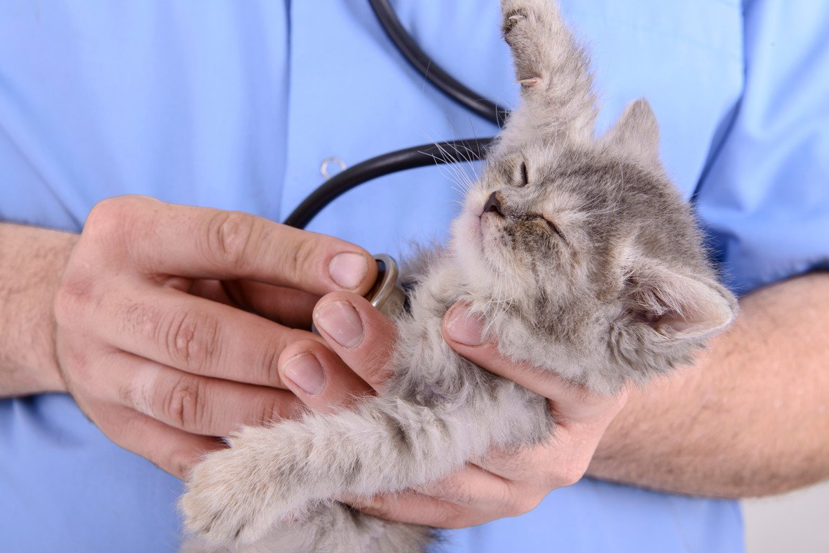 猫の不治の病『猫伝染性腹膜炎（FIP）』、症状や予防法を解説　かかったらもう助からないの？