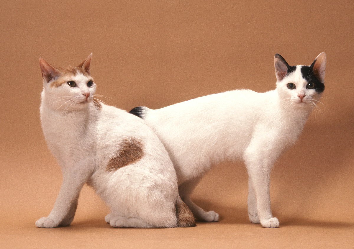 海外で人気を集める『日本猫』5選　世界中の猫愛好家を魅了する特徴や理由は？