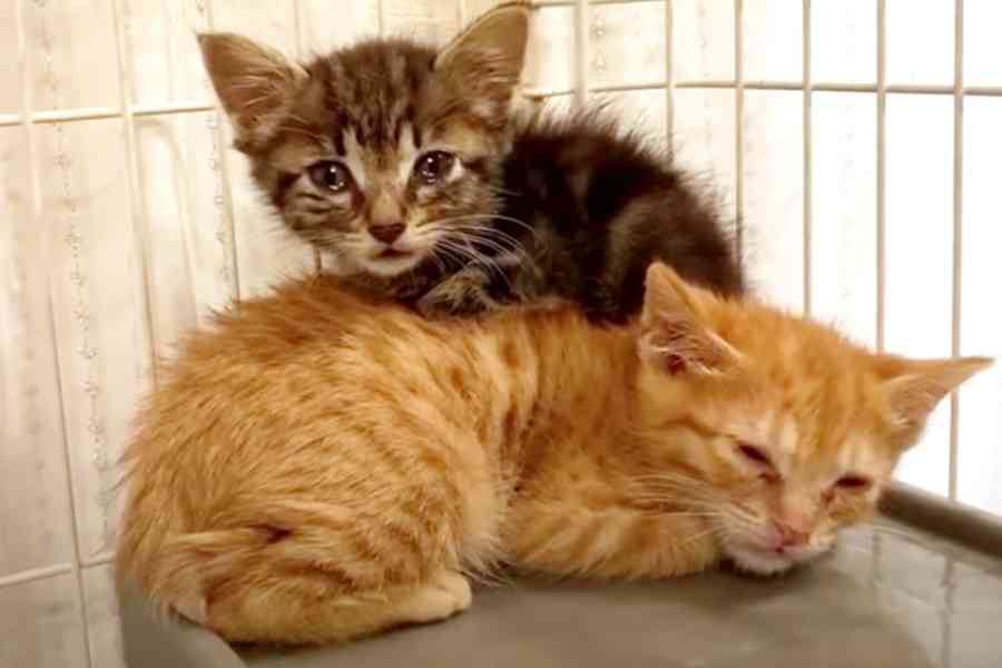 猫風邪で命の危機に瀕した子猫たち…救出後の可愛い姿に感動！