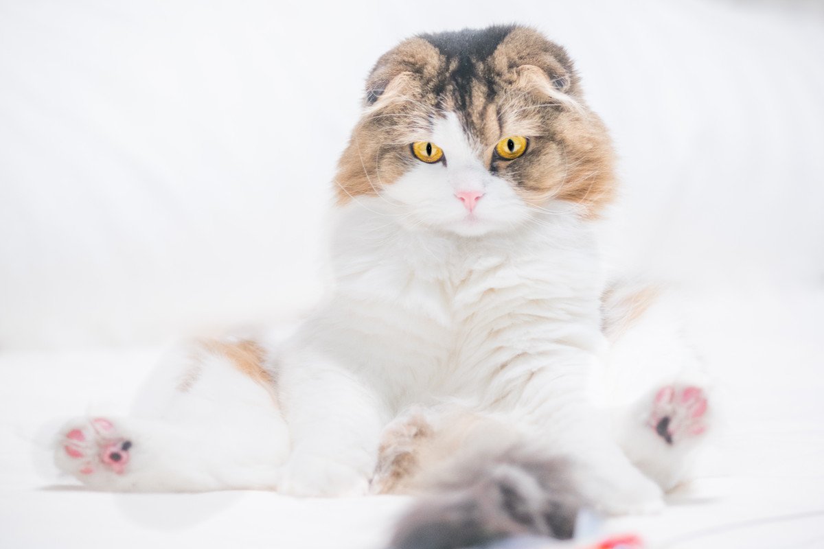猫の『座り方』が変なときは要注意！4つの病気の可能性と対処法