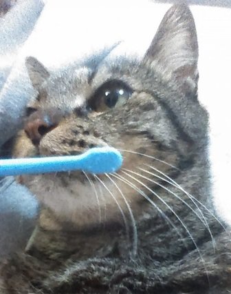 愛猫にも歯磨きしてますか？口腔内ケアで病気予防をしてあげよう！