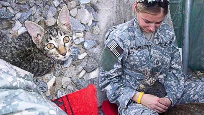戦地で出会った兵士と重病を患う子猫…海を越えて永遠の家族に！