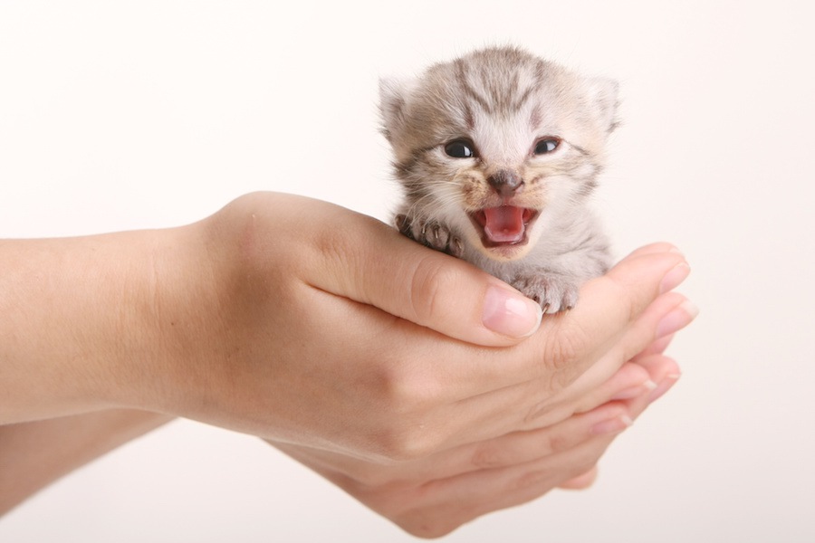 猫の無駄鳴きをやめさせる方法！8つの原因と対策方法を解説