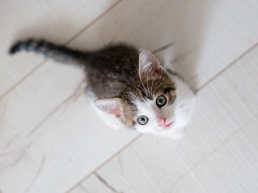 猫はどうして天井を見つめるの？２つの理由といくつかの仮説