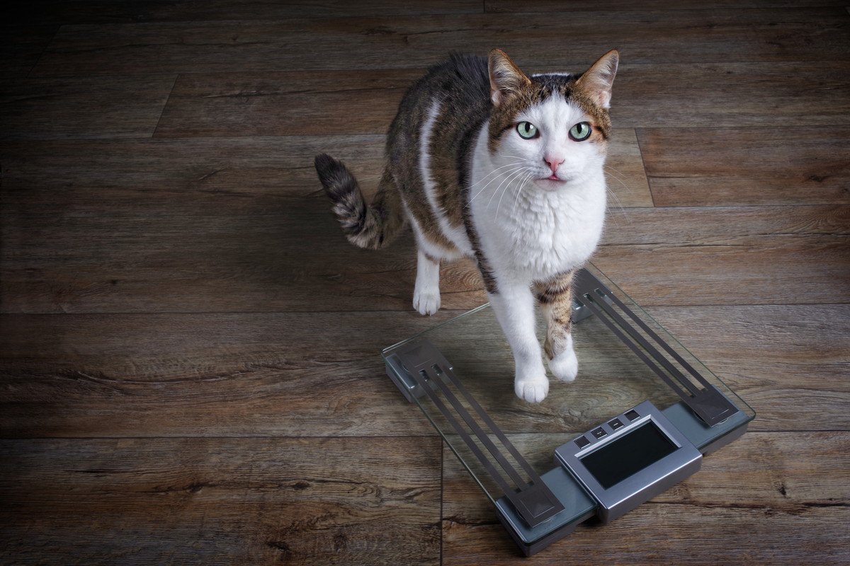 猫が『食欲』はあるのに痩せてしまう3つの原因