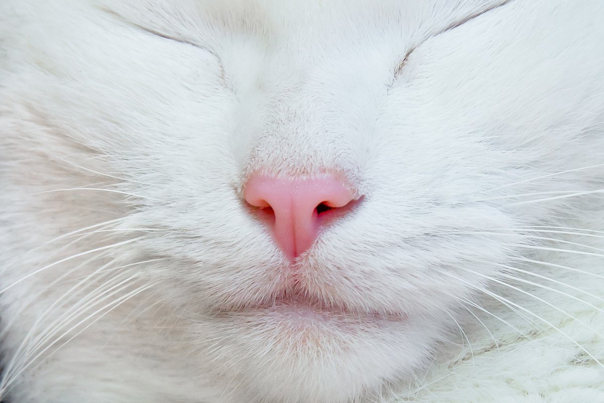 猫の『鼻息』が荒くなるシチュエーション5つ