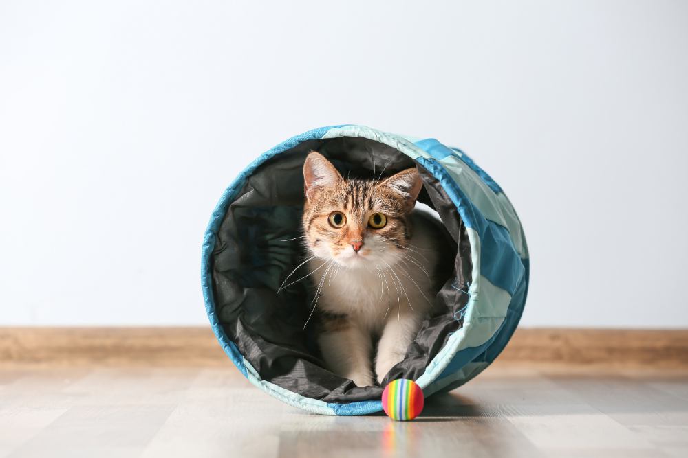 猫用トンネルおすすめ9選！選び方や手作りアイディアも紹介