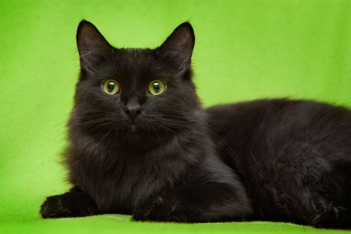 長毛の黒猫の性格とは
