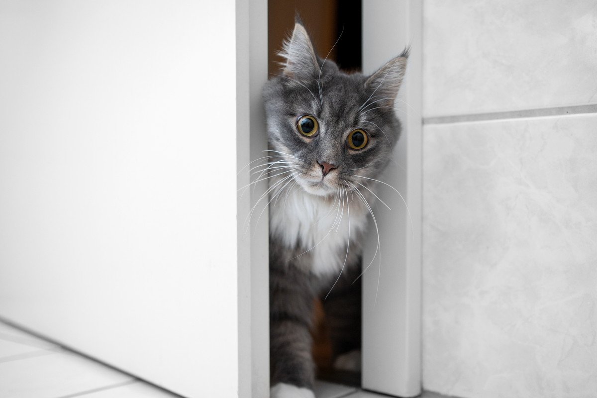 猫がドアを開けてしまう時の対処法3つ　開けやすいドアの特徴って？