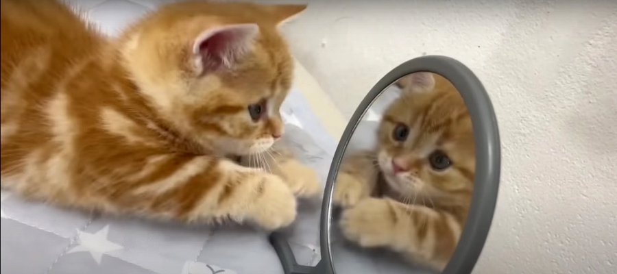  鏡よ鏡♪鏡を初めて見た猫ちゃんの反応が可愛い♡