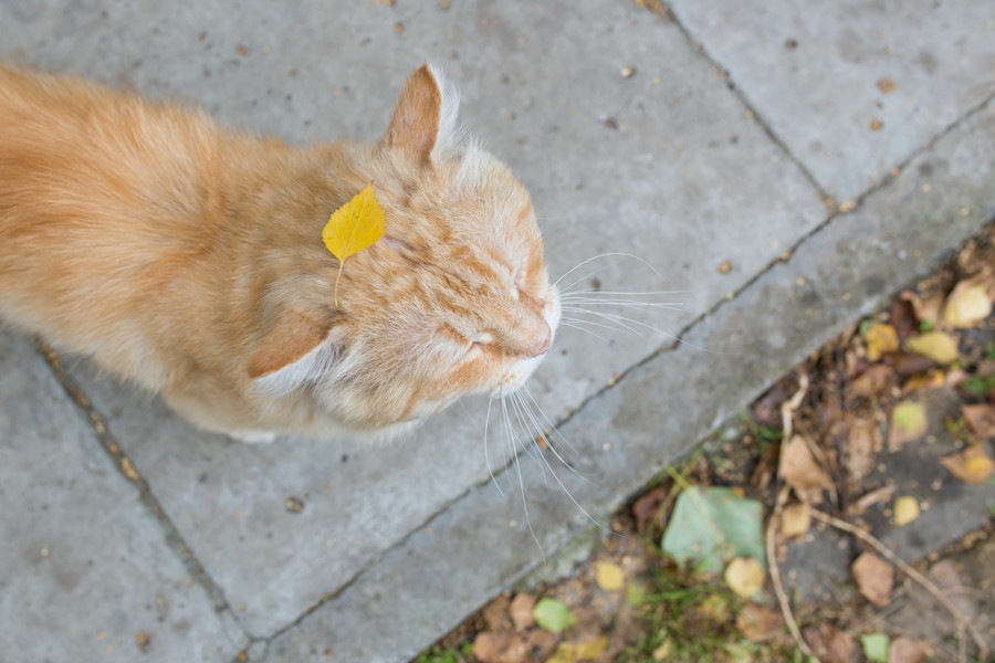 猫が花粉症になるのはどうして？対策の方法