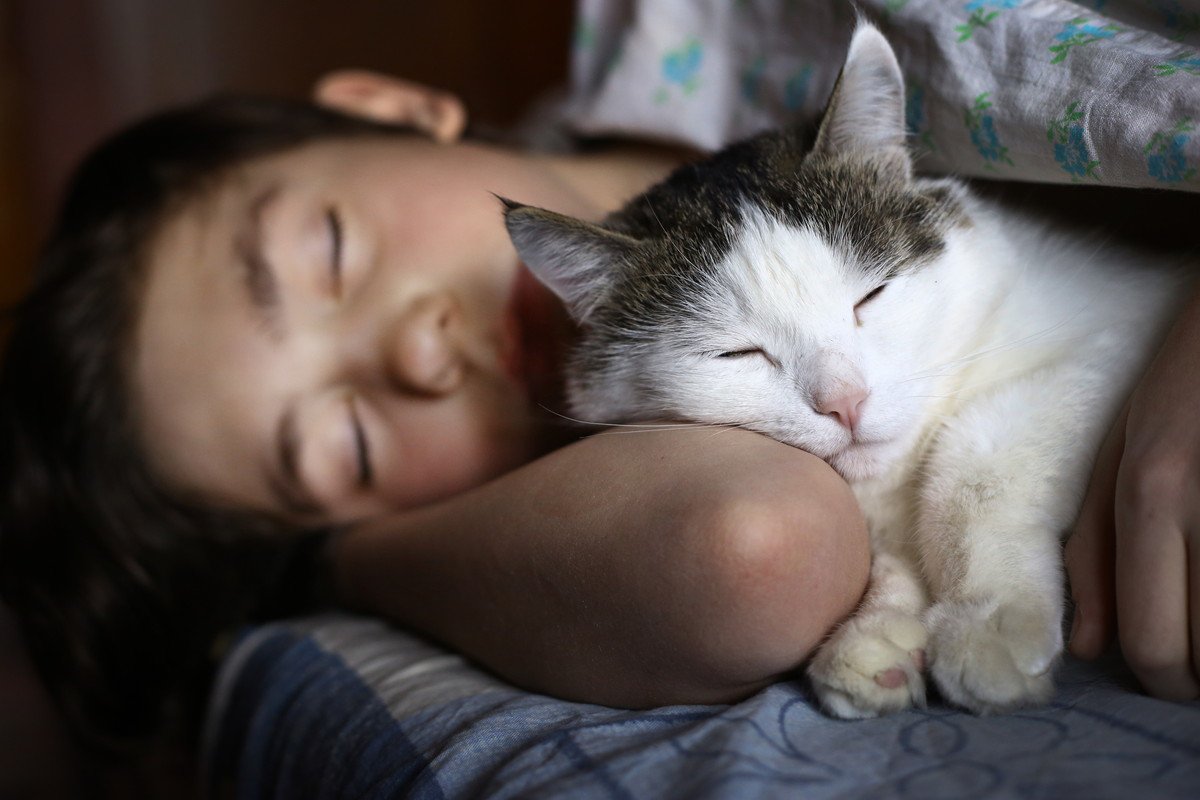 猫の『寝る位置』から読み解く飼い主への愛情度3つ