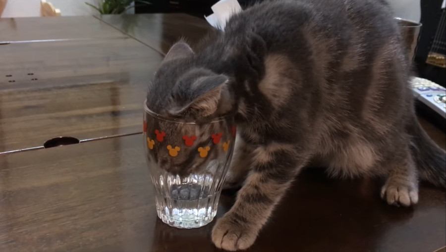期間限定！？今しか見れない子猫の水の飲み方♡