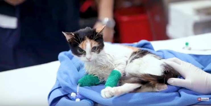 大ケガの猫と呼吸困難な猫…病院で出会い共に幸せな未来へ！