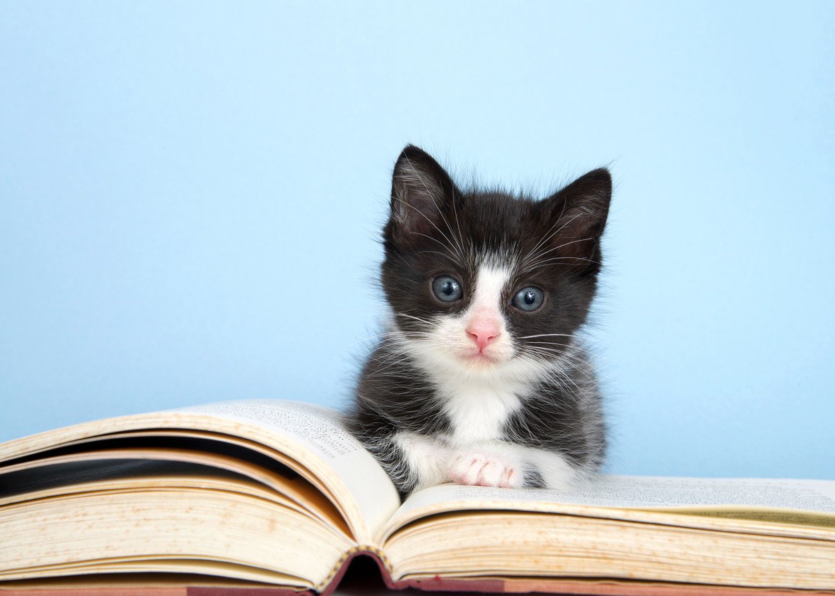 子猫の華麗なる転身！捨て猫から優秀な図書館職員へ…子供が本好きになるきっかけにも　アメリカ