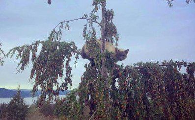 木から降りられなくなった猫を大量救助！2019年は総勢571匹！