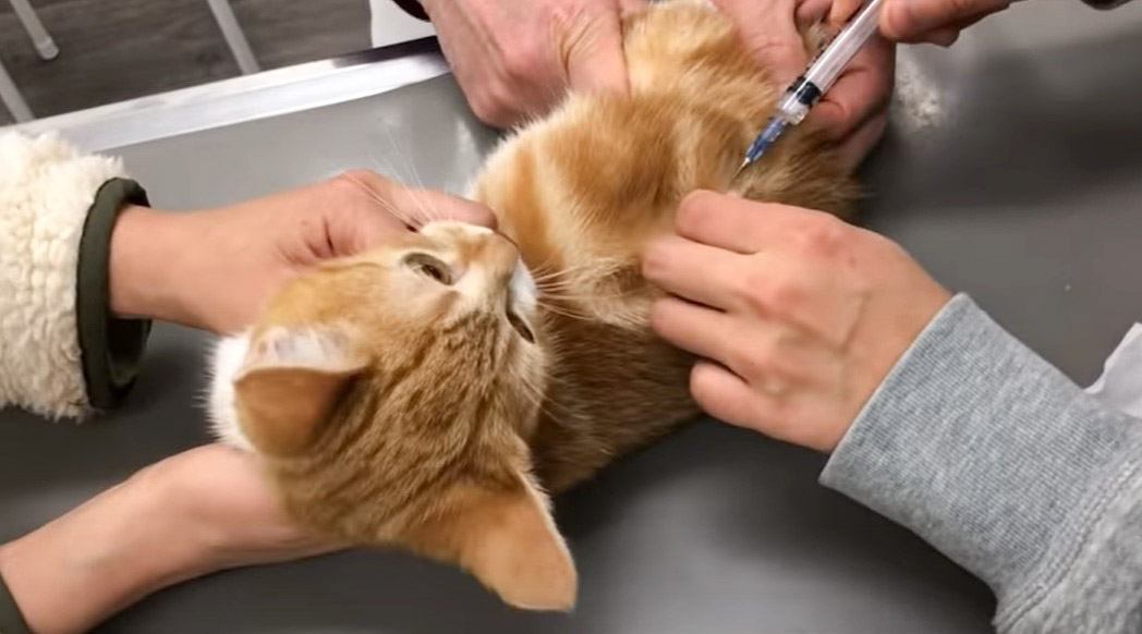 保護した子猫が『初めてのワクチン』で見せた反応…まさかの行動が癒やされすぎると10万人注目「思わず笑った」「人間みたいｗ」の声