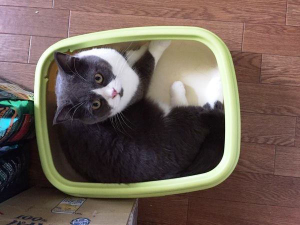 猫のトイレ掃除の適正な頻度は？