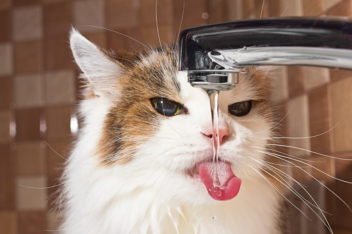 猫の『脱水症状』の原因は？症状・対処法・予防策4つ
