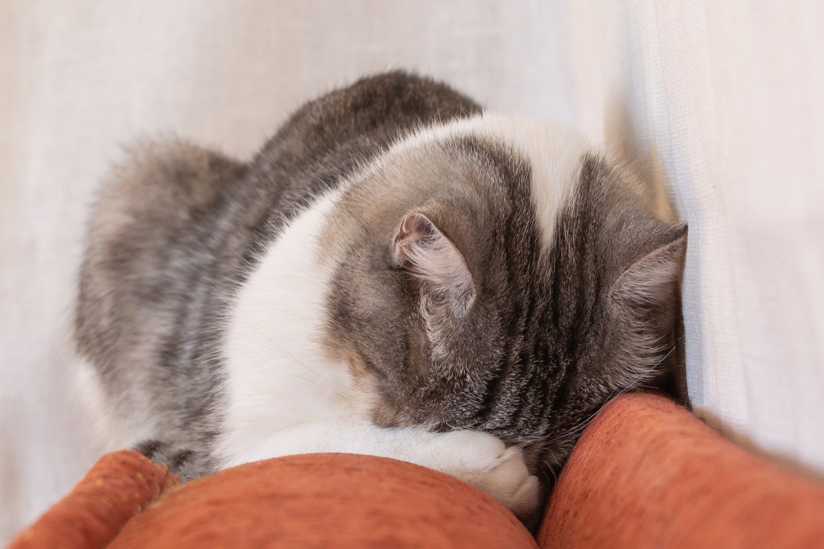 猫はどうして『ごめん寝』をするの？4つの理由と注意すべき場合とは