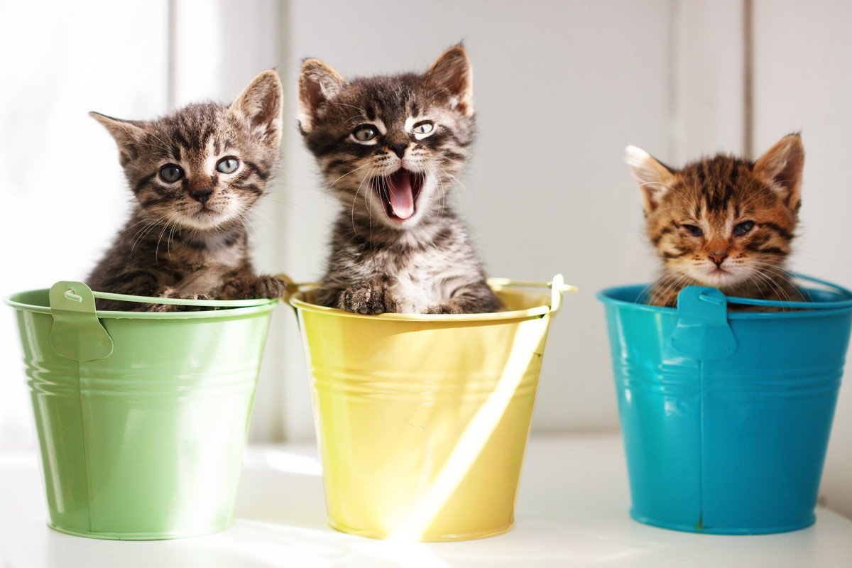 『よく鳴く猫』の特徴４選！鳴かない猫との違いとは