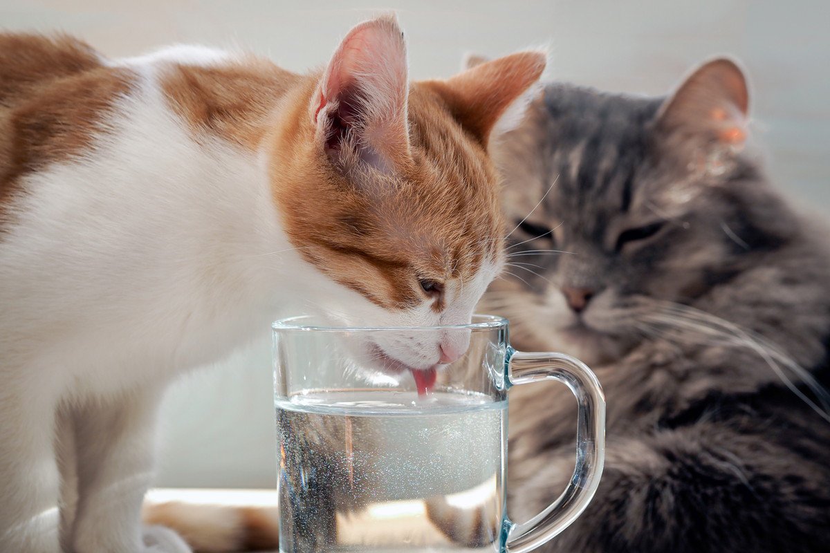 猫に『ミネラルウォーター』は危険？他の水との違い2つと与える場合の注意点