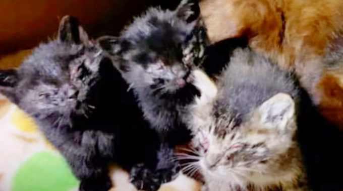 猫風邪で弱った子猫たち…小さな命を守り抜いた意外な存在とは？